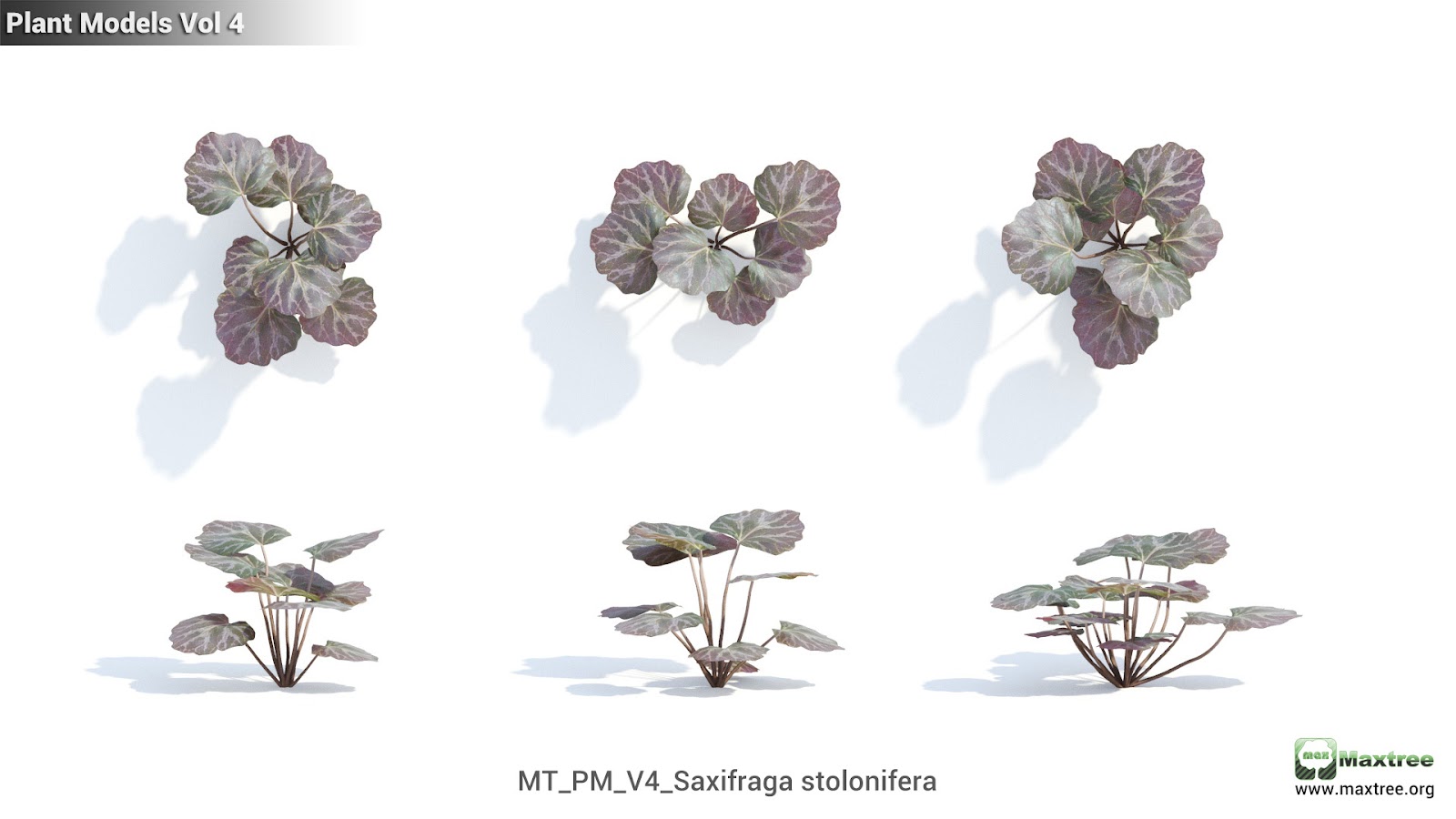 Maxtree - Plant Models Vol.4