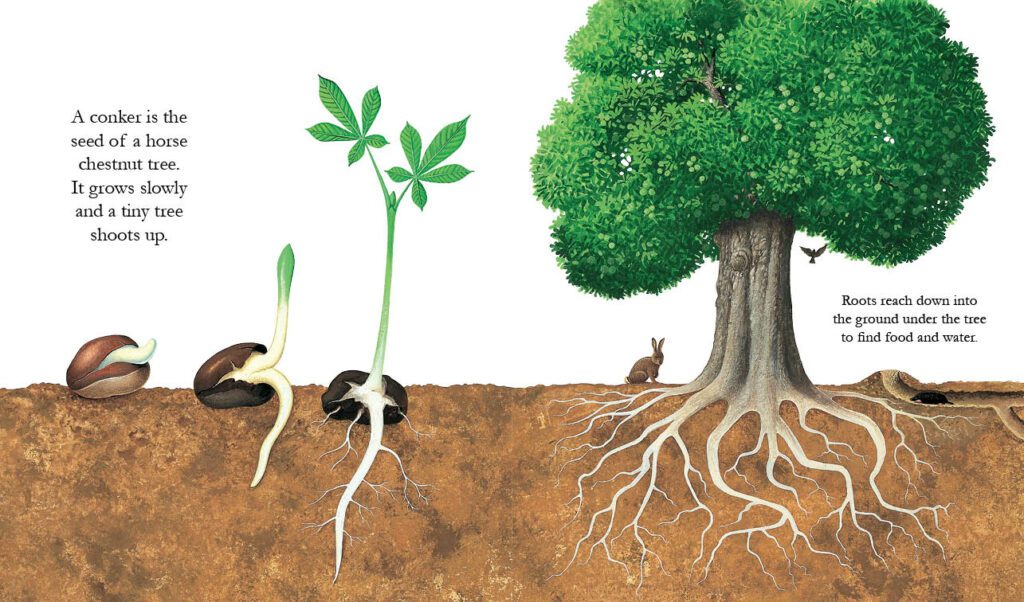 Trees PB - thumbnail 3