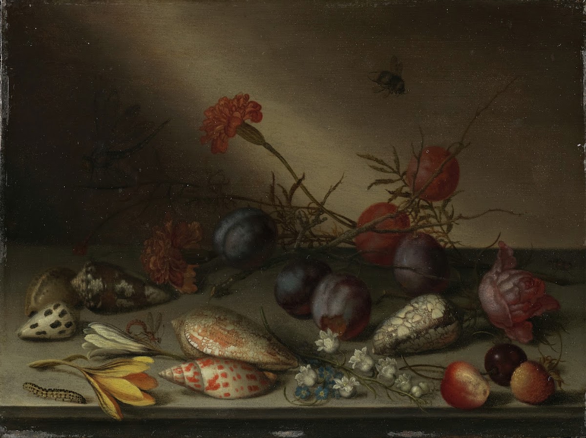 Still Life with Shells Fruit and Flowers ca 163040