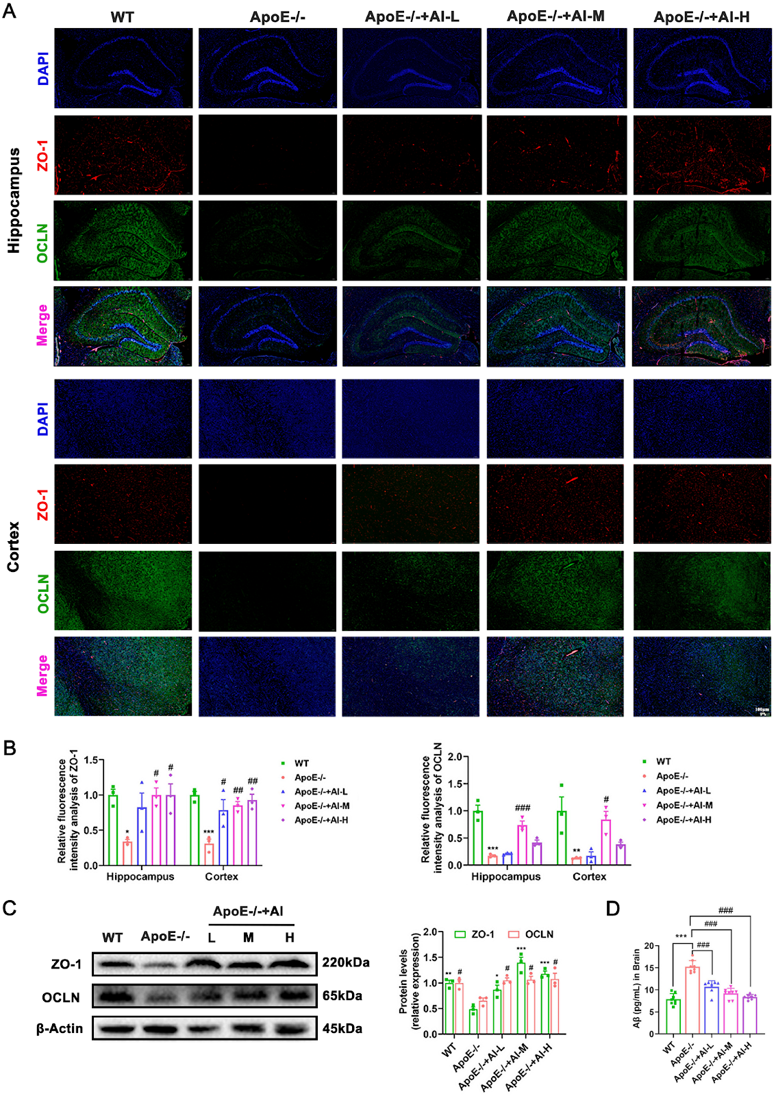 Atractylenolide I mitigates Alzheimer’s disease pathology in ApoE–/– mice via ARG1/nNOS axis and lipid homeostasis regulation