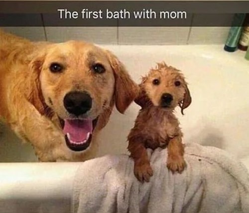 first bath with mom golden