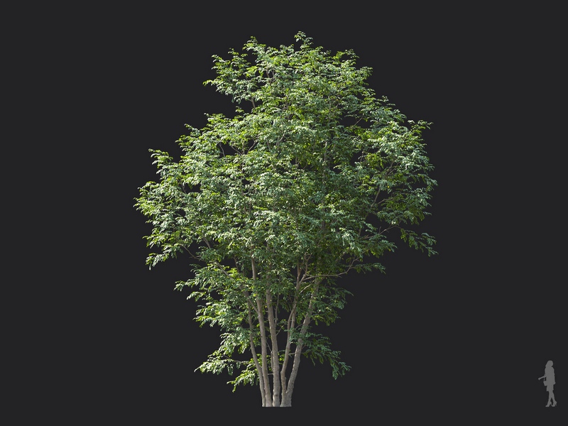 Maxtree - Plant Models Vol.124