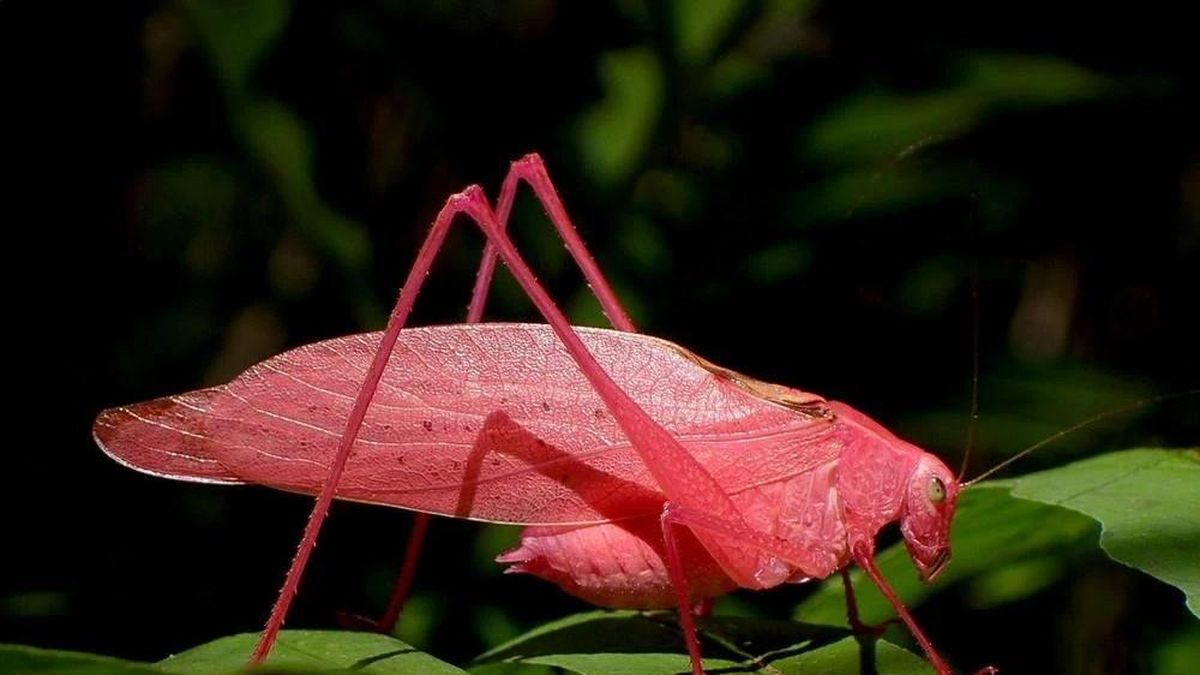 Kinh ngạc với phiên bản màu hồng của loài côn trùng giống hệt chiếc lá - Báo Tri thức &amp; Cuộc sống