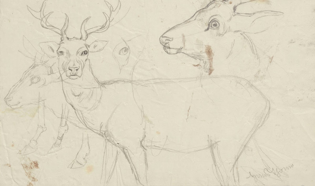 Studies of deer 1860   1924