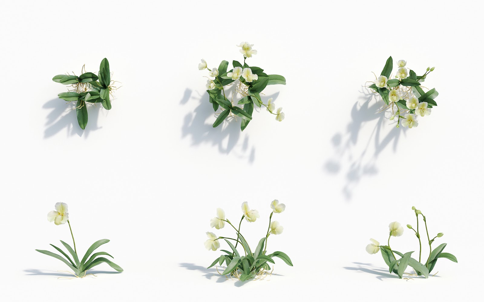 Maxtree - Plant Models Vol.8