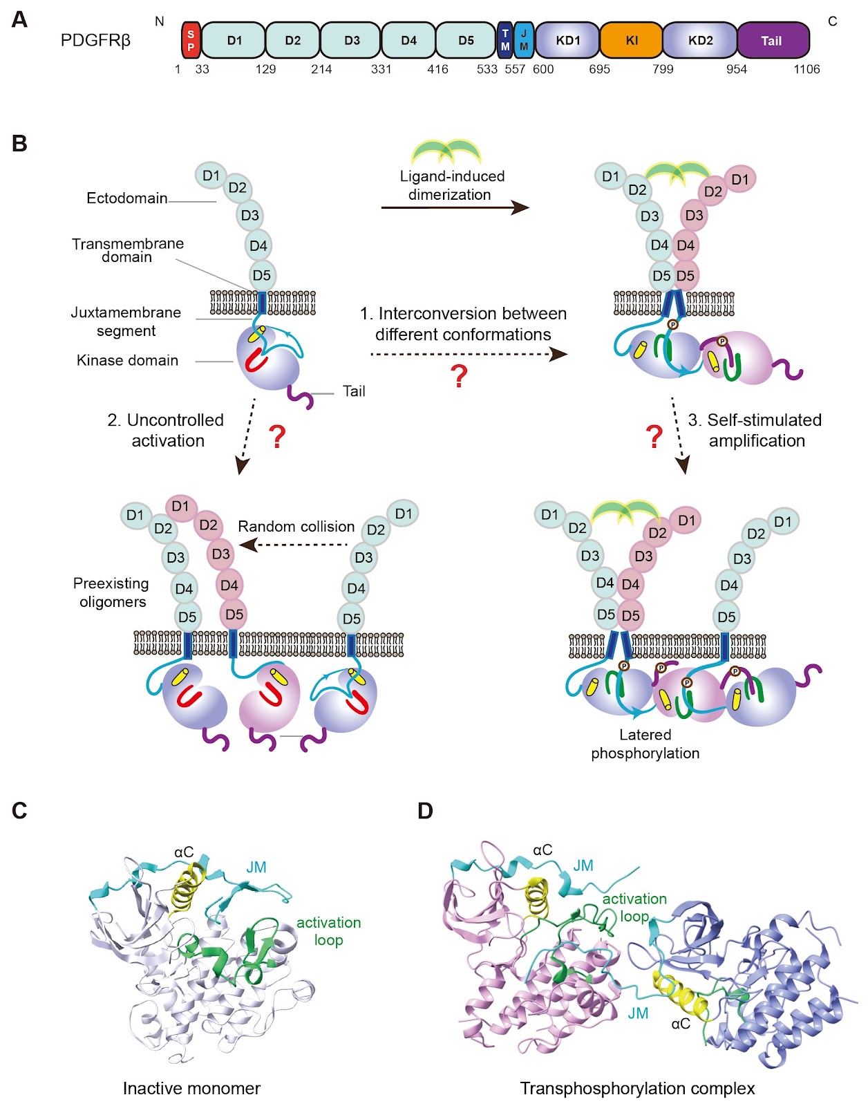 Multiple allostery in the regulation of PDGFR beta kinase activities