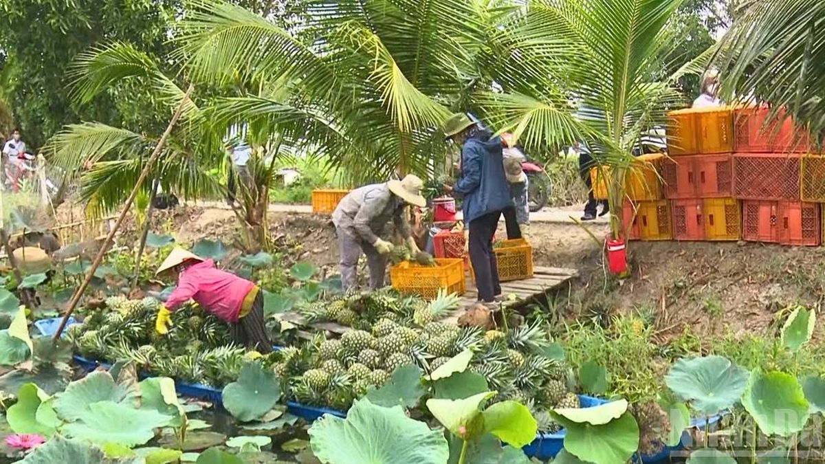 Cần Thơ chủ động chuyển đổi cây trồng thích ứng biến đổi khí hậu - Báo Nhân Dân