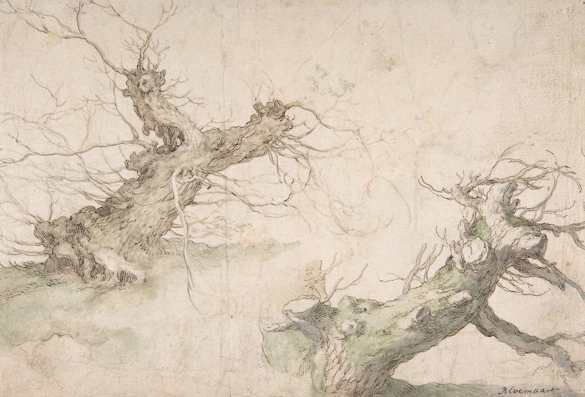 Studies of Two Pollard Willows 16th century