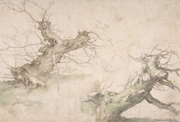 Studies of Two Pollard Willows 16th century