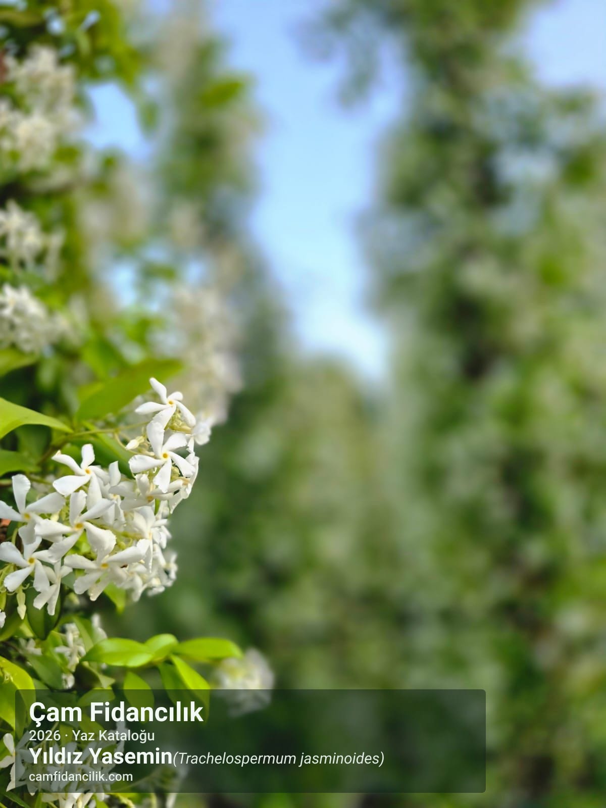 Yıldız Yasemin - Trachelospermum jasminoides Çam Fidancılık Yalova foto 3