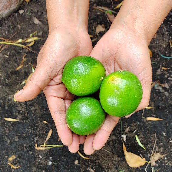 Comprar Limón Tahití orgánico