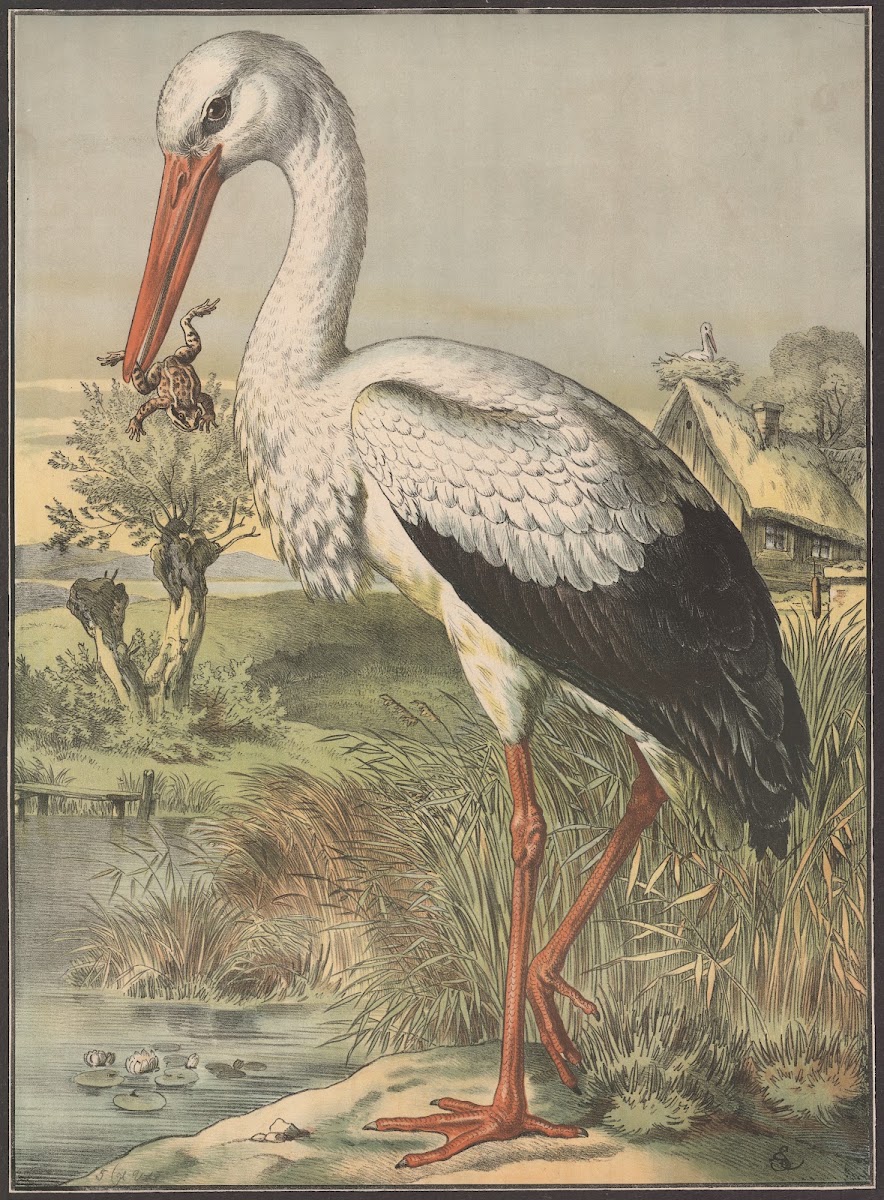 Stork 1884