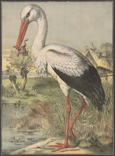 Stork 1884