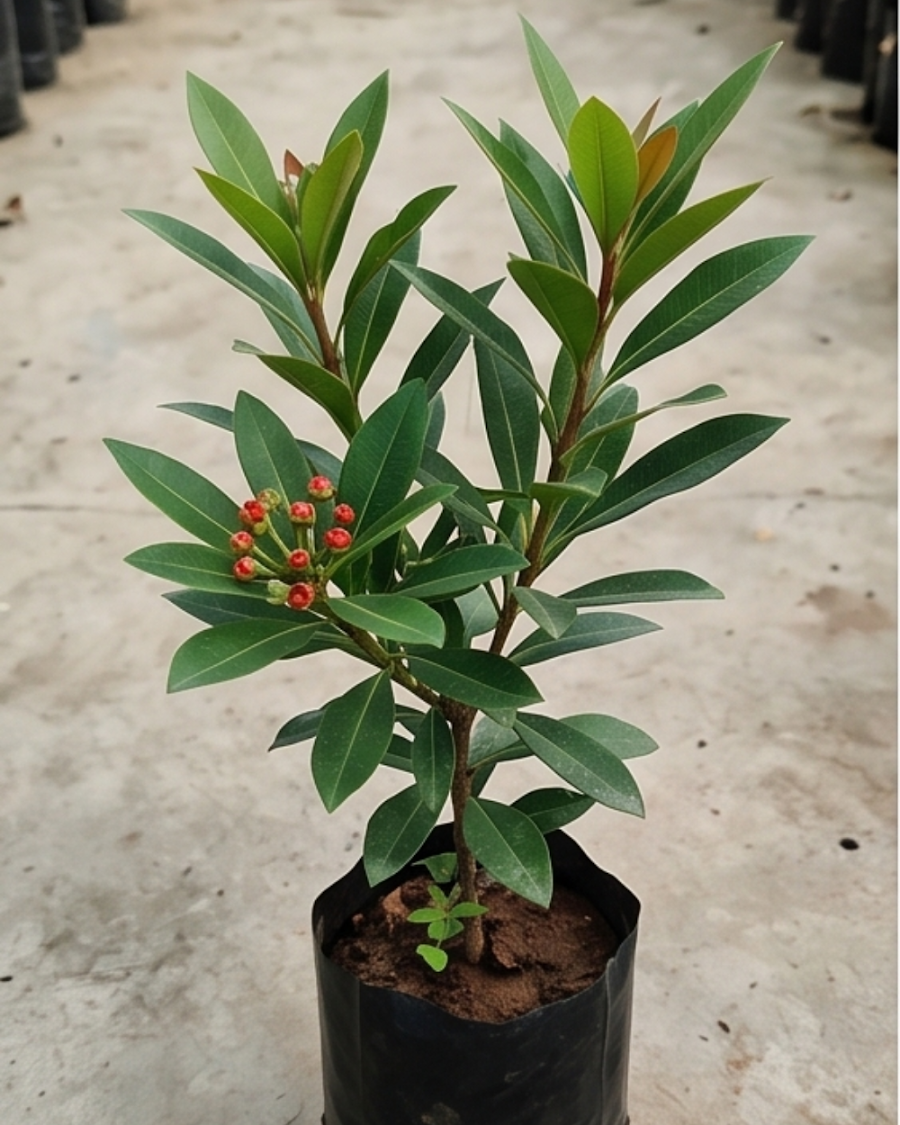 First Love Red Plant — view 3