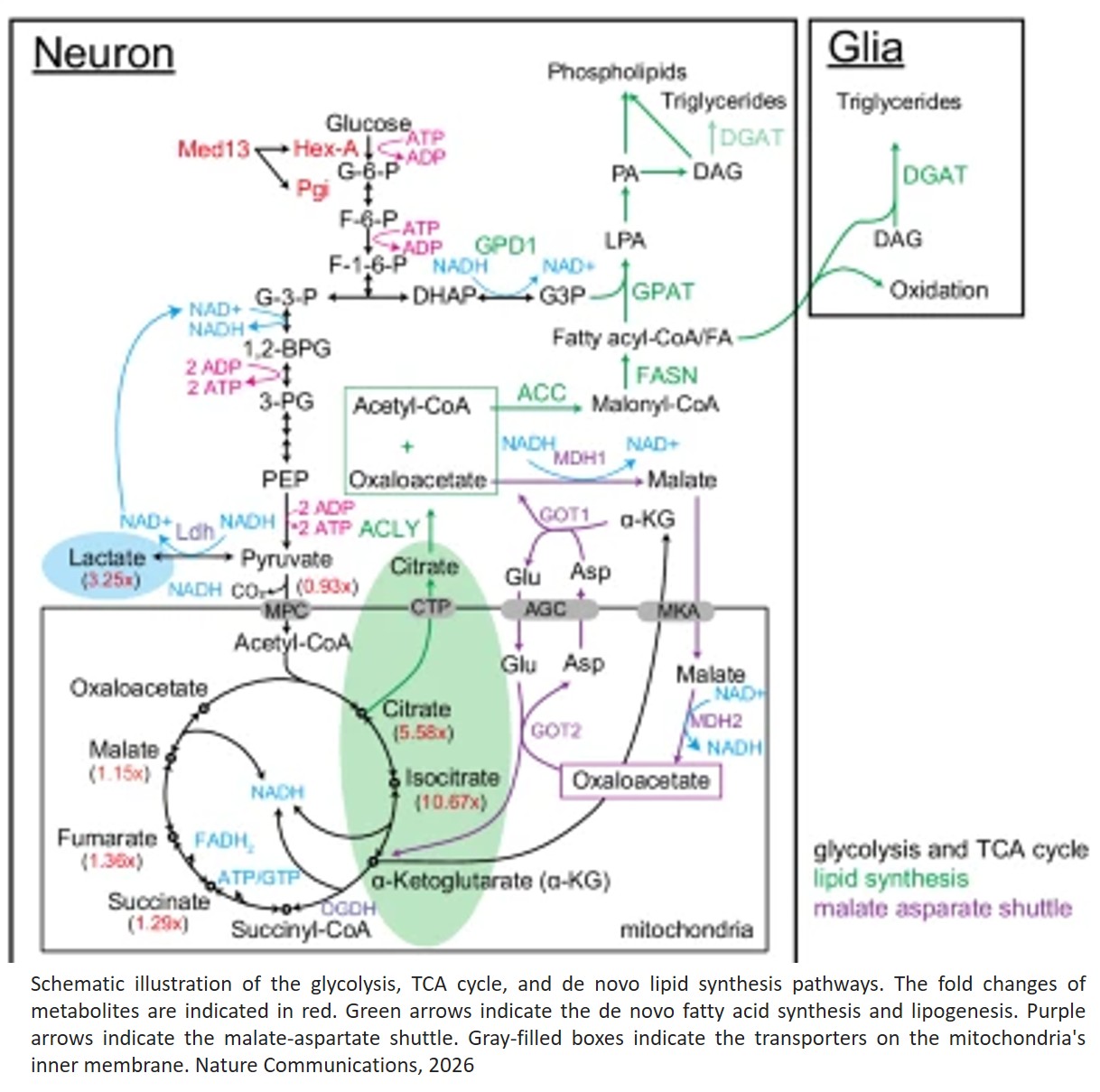 Glycerol 3-phosphate acyltransferase exacerbates α-synuclein-induced toxicity by increasing lipid peroxidation