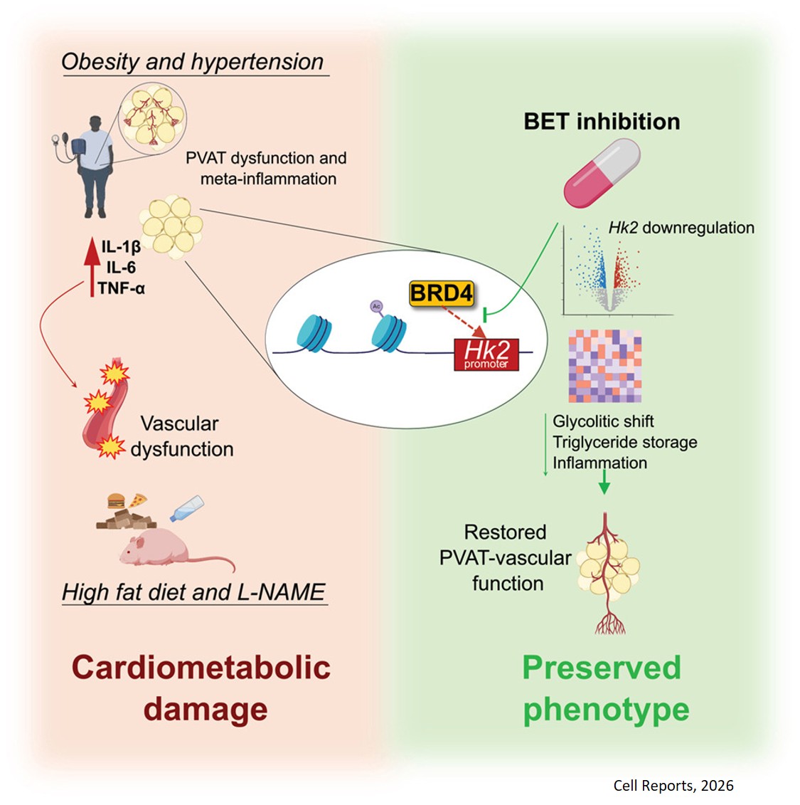 BET-induced metabolic reprogramming fuels inflammation at the vascular-fat interface in mice and patients with cardiometabolic disease