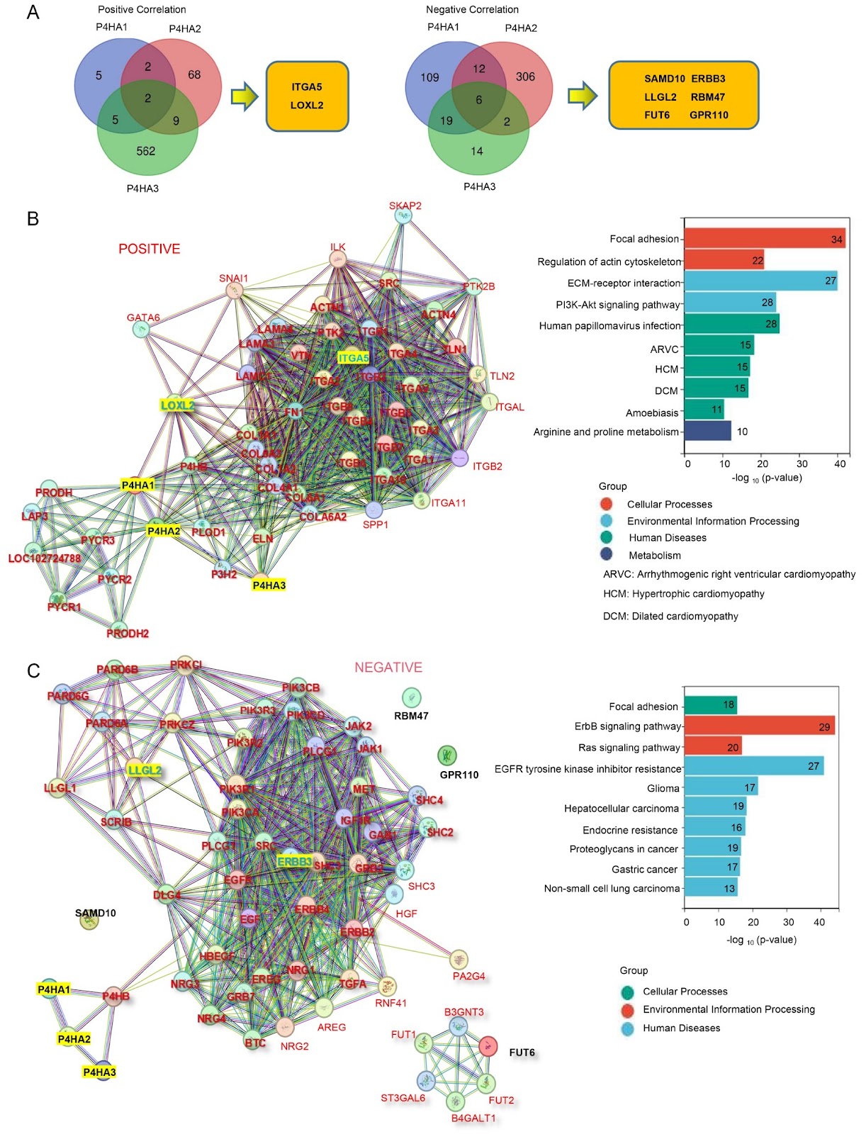 Collagen prolyl 4-hydroxylase subunit α member-induced head and neck squamous cell carcinoma aggressiveness is antagonized by LLGL2 via reduced expression of occludin