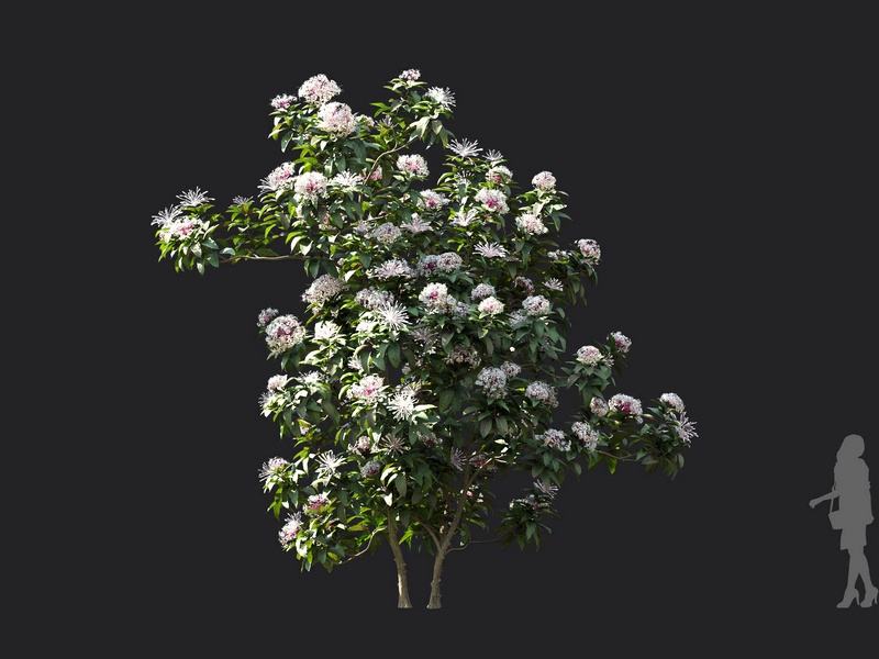 Maxtree - Plant Models Vol.119