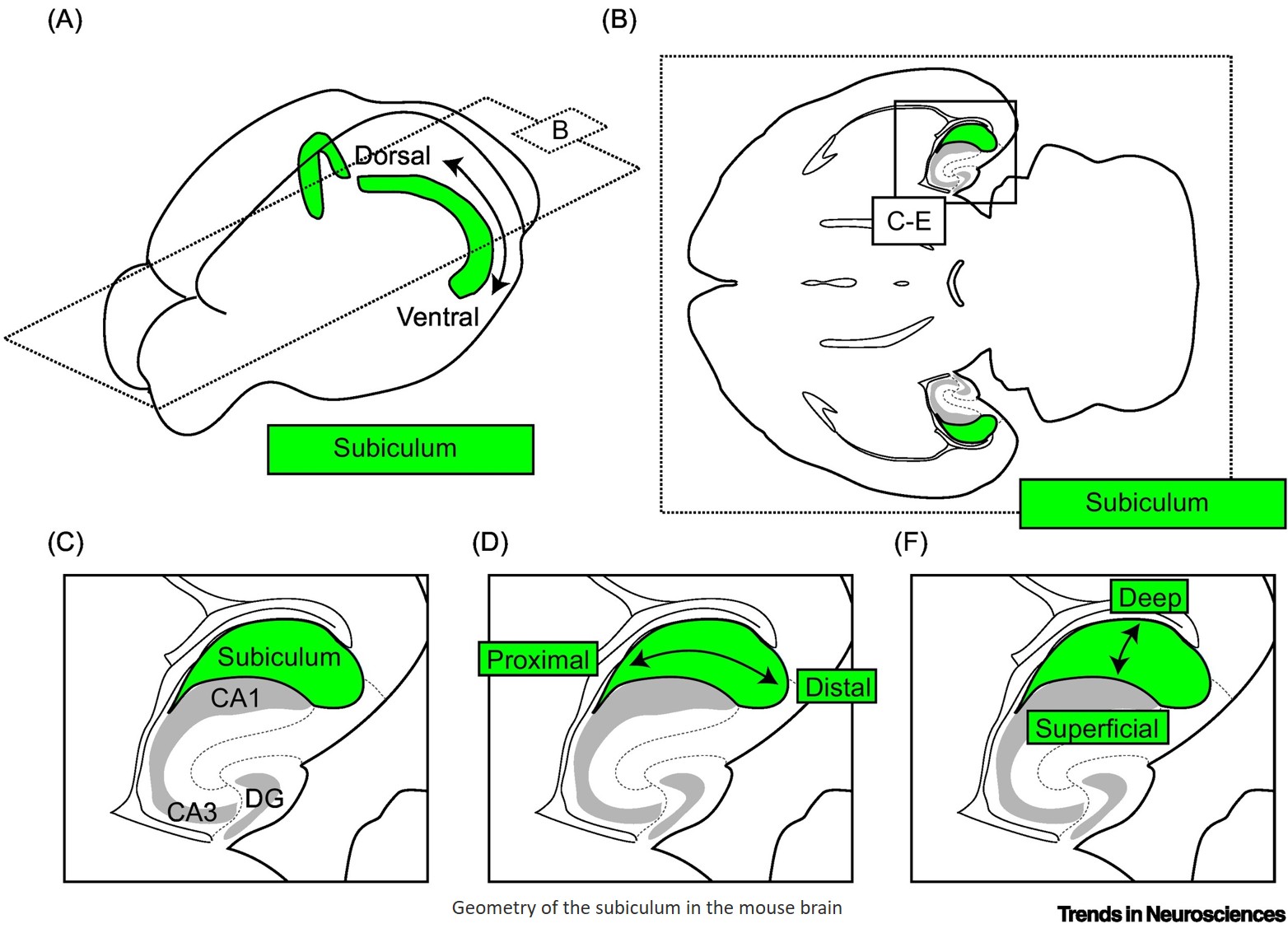 The subiculum: cell-type-specific composition, computation, and function