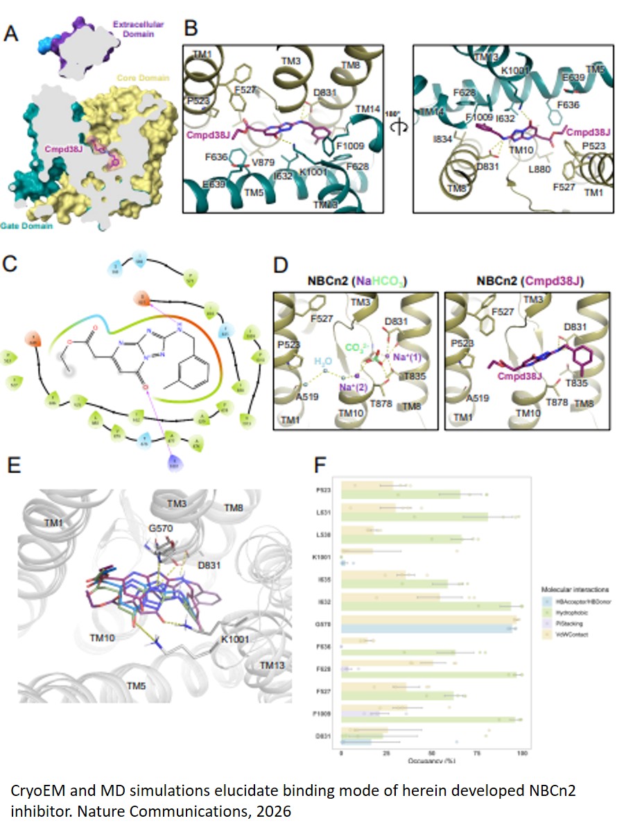 Structural insights enable drug discovery for the neuronal NBCn2 carbonate transporter
