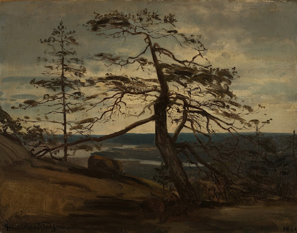 Fjellfuru Setesdal 1864