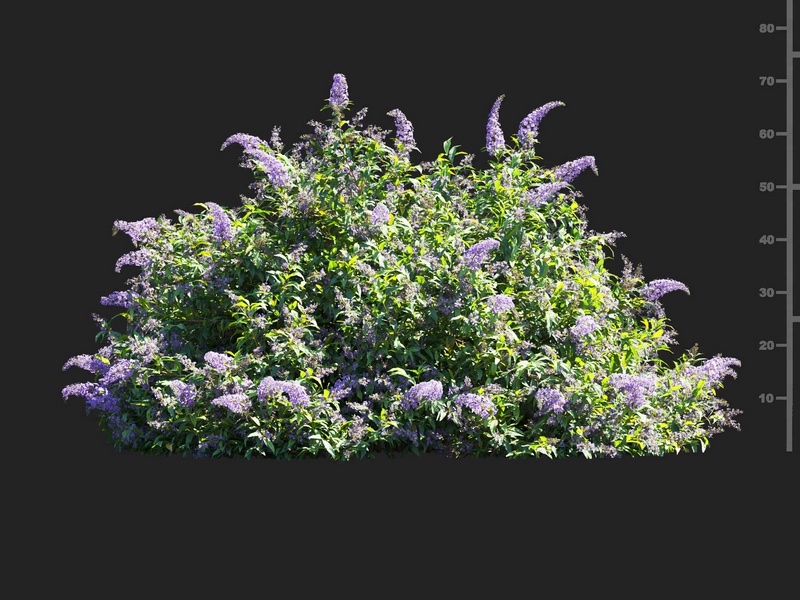 Maxtree - Plant Models Vol.112