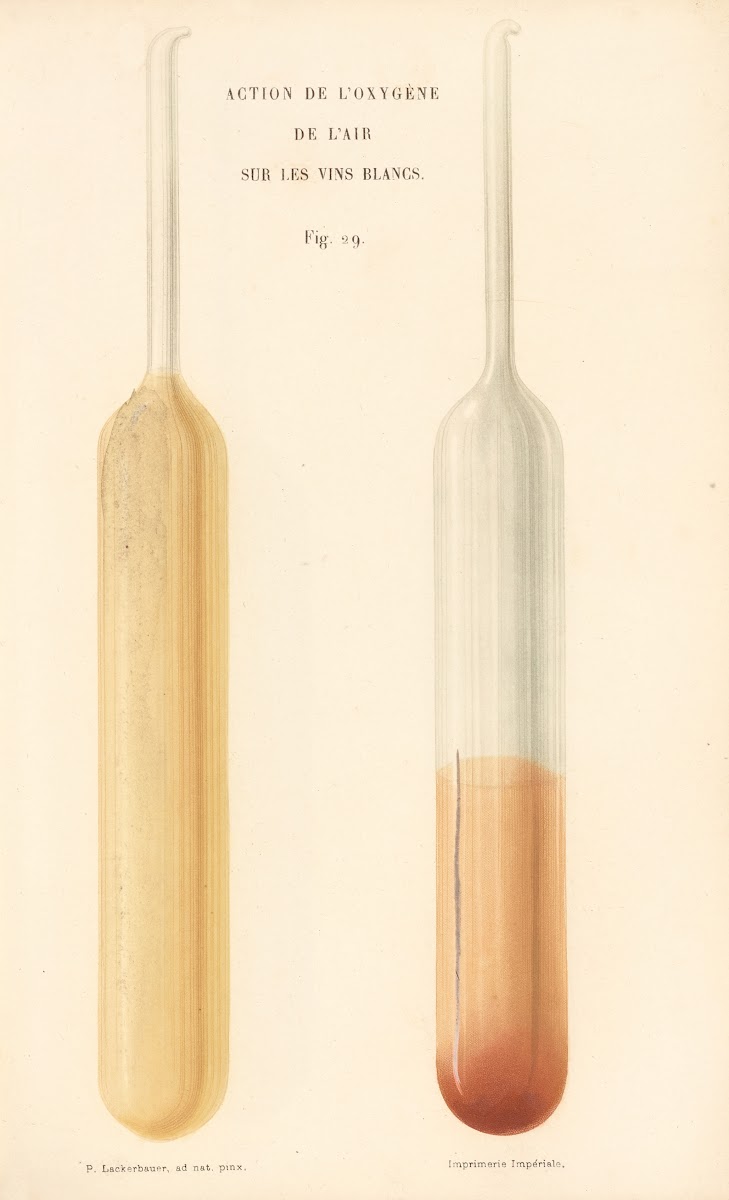 Études Sur Le Vin Pl17 1866