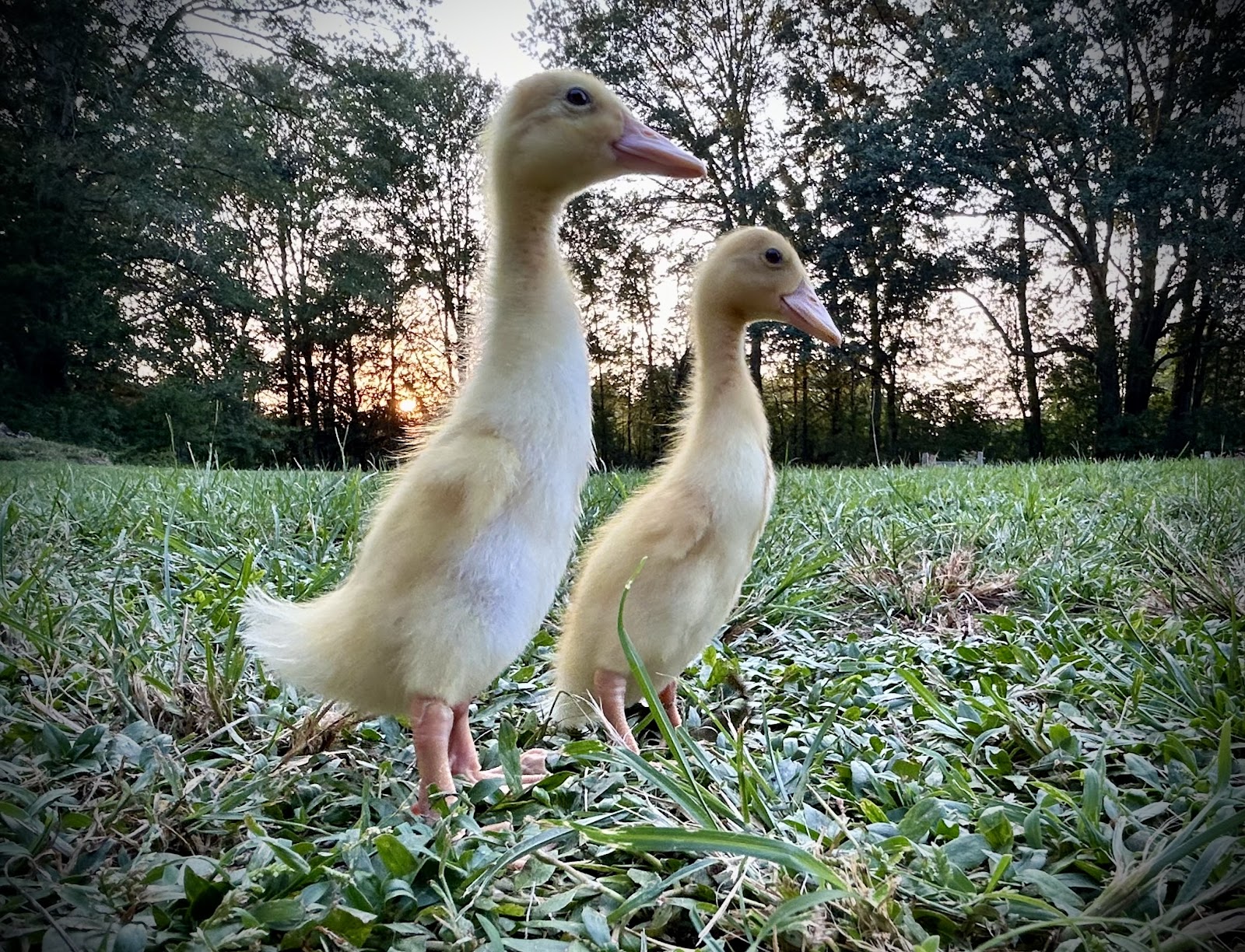 Fawn & White Runner Duck