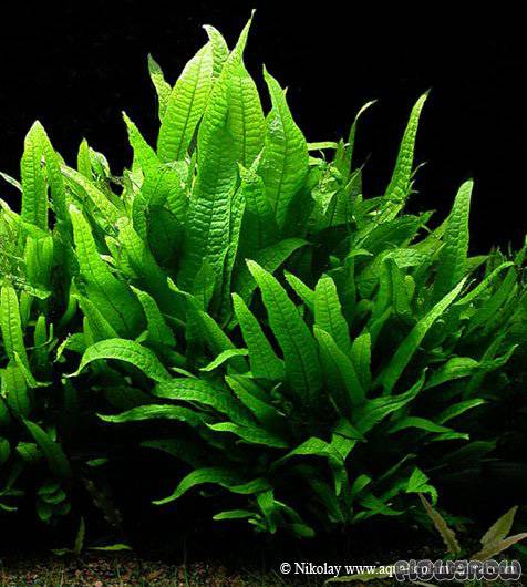 Microsorum pteropus ‘Philippine’