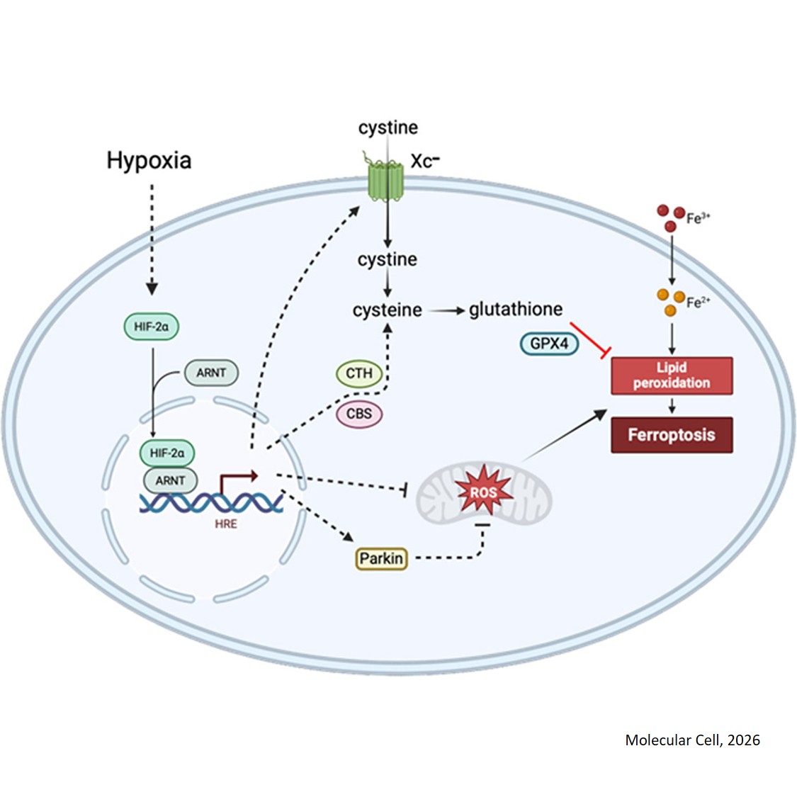 The HIF-2 transcription factor mediates resistance to ferroptosis in pancreatic cancer