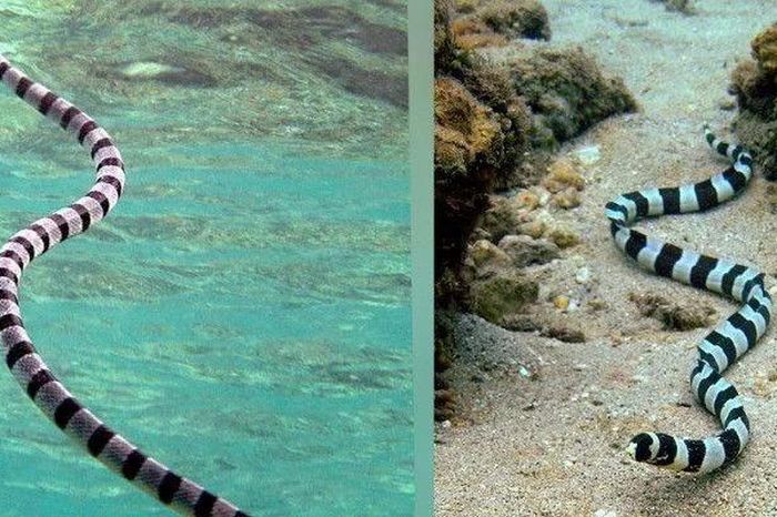 Loài cá giả rắn độc khiến kẻ săn mồi 'chết khiếp' - Báo Tri thức &amp; Cuộc sống