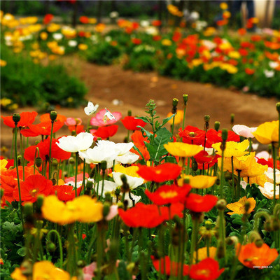 Stockrosensamen, gefüllt, verschiedene Farben