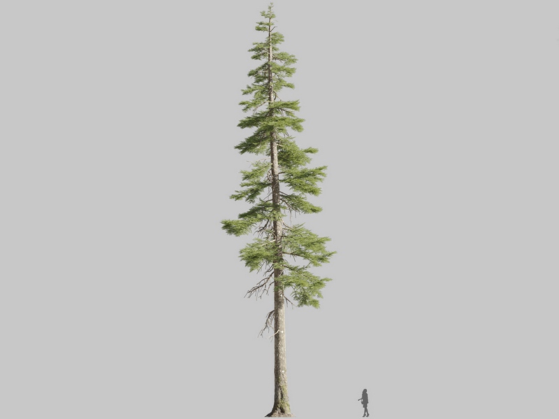 Maxtree - Plant Models Vol.126