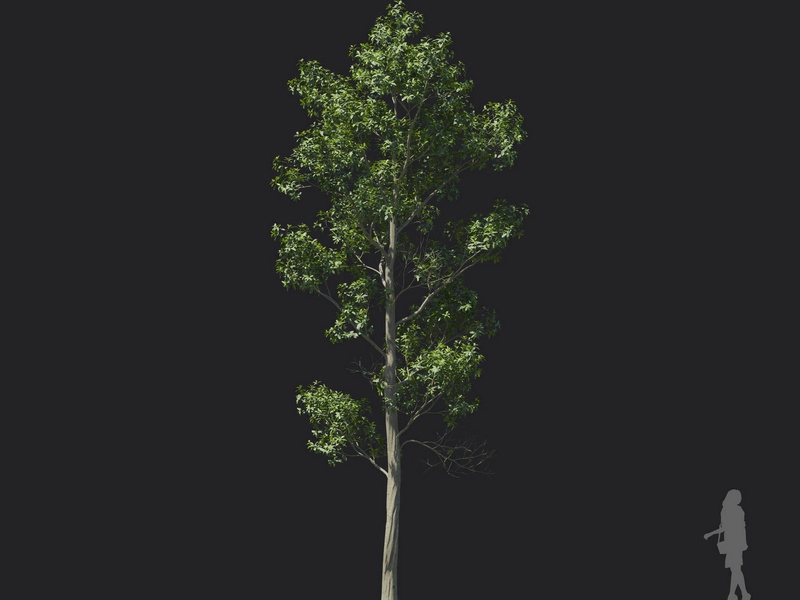 Maxtree - Plant Models Vol.121