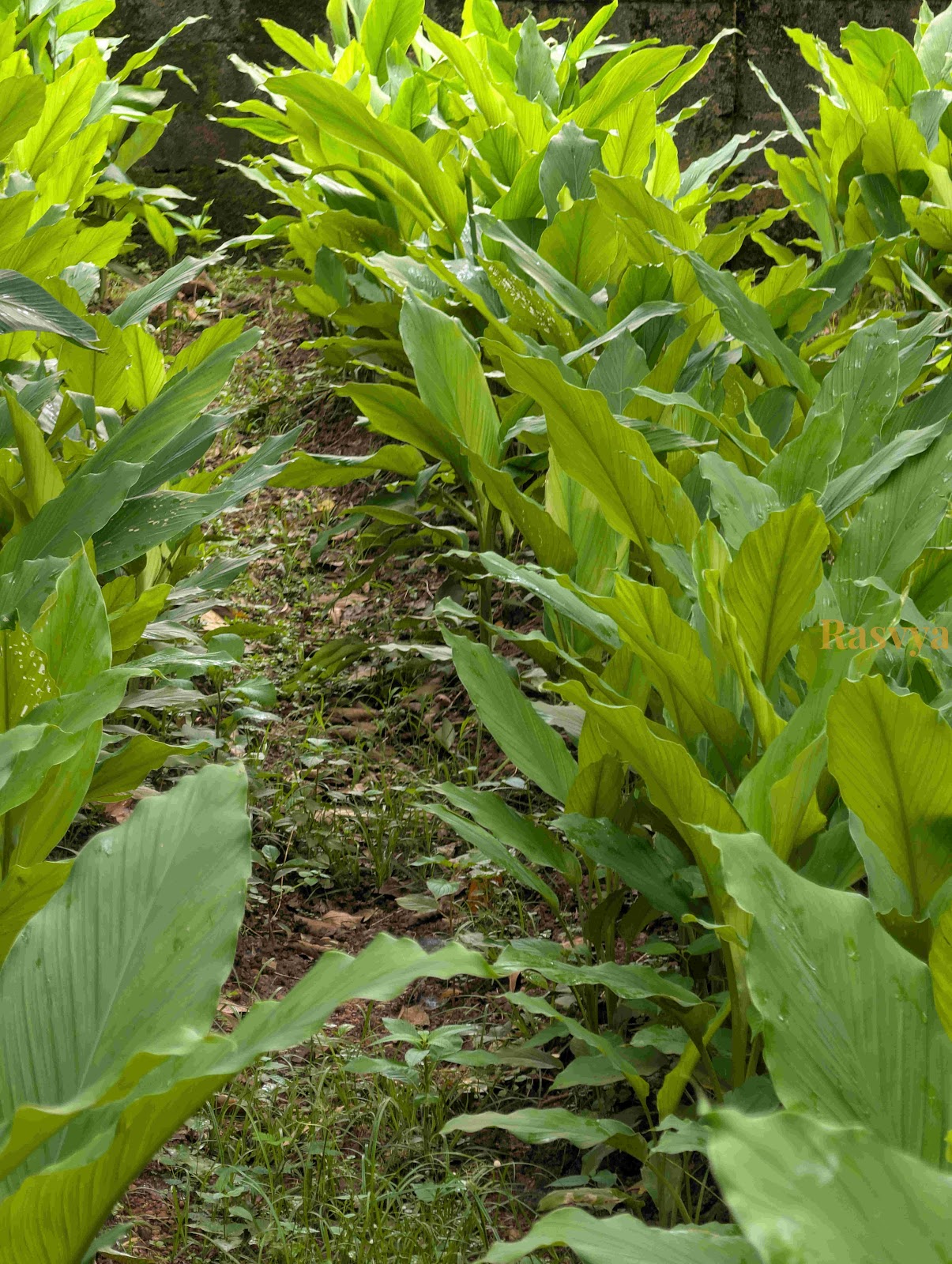Turmeric growing in the farms of Rasvya