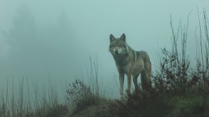 Wolf Wallpaper