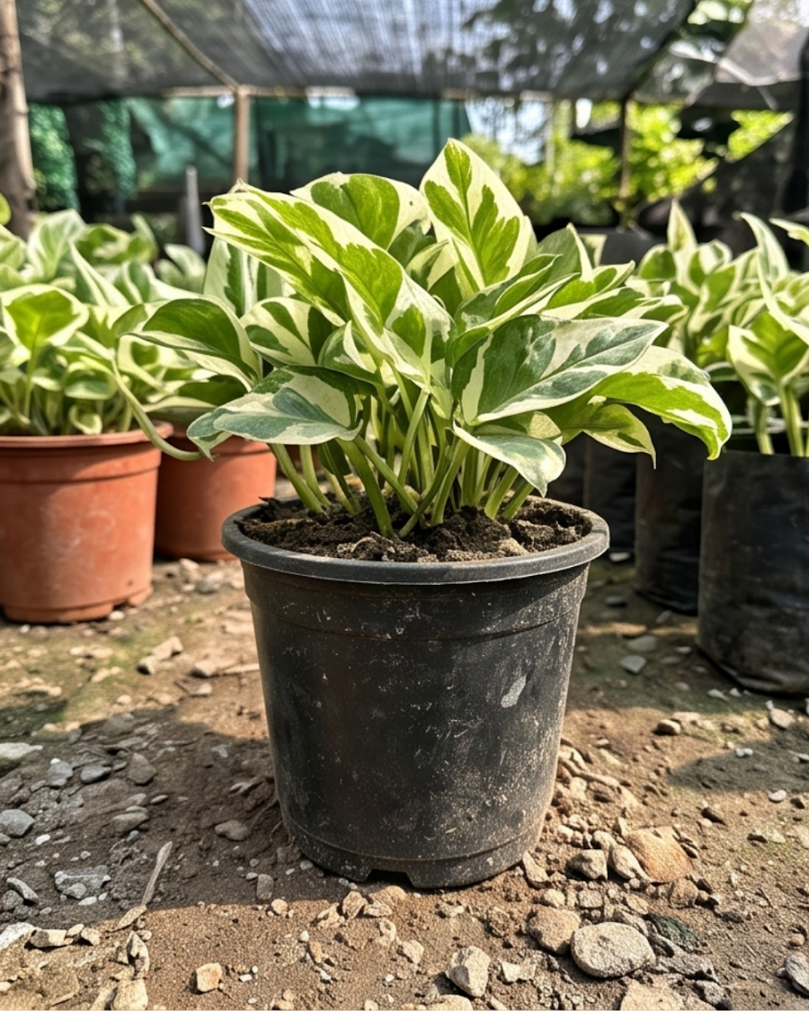 Marble Money Plant Indoor — view 4