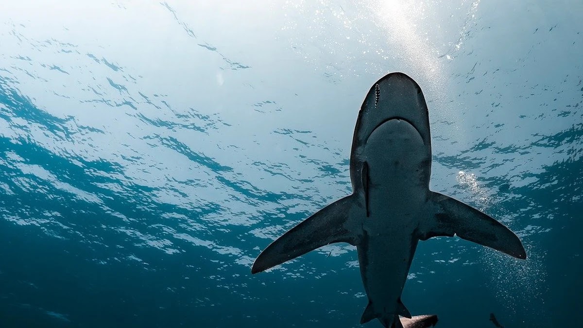 자연어처리 AI 구조와 GPT 모델의 차이점