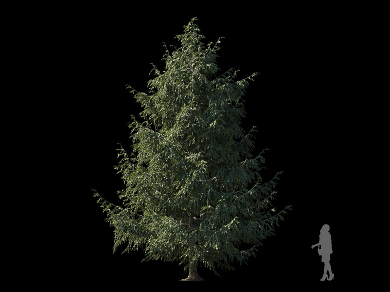 Maxtree - Plant Models Vol.120
