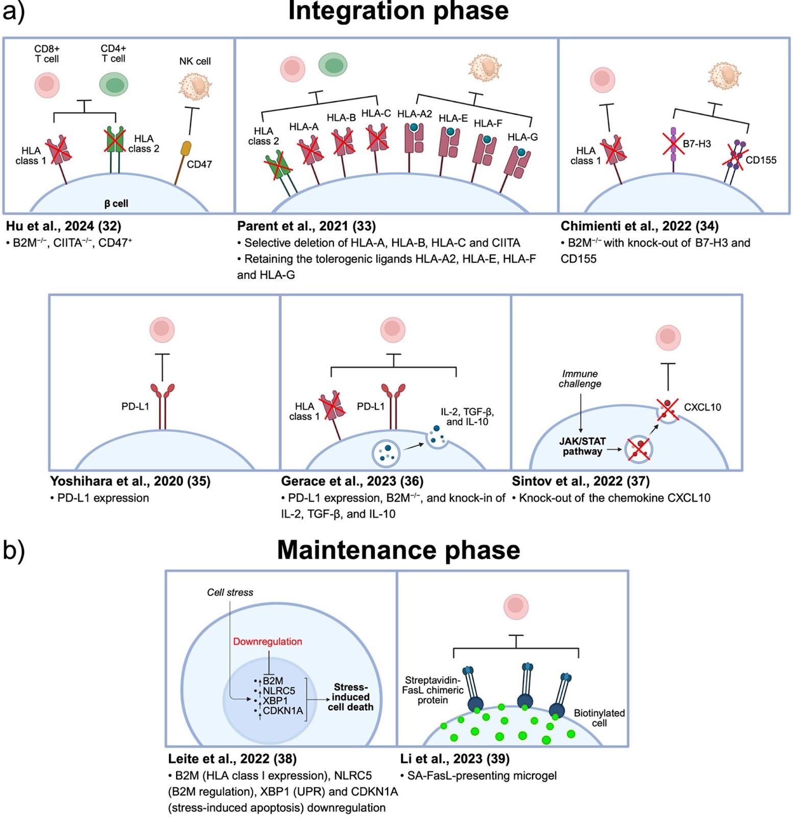 Engineering hypoimmune stem cell-derived beta cells