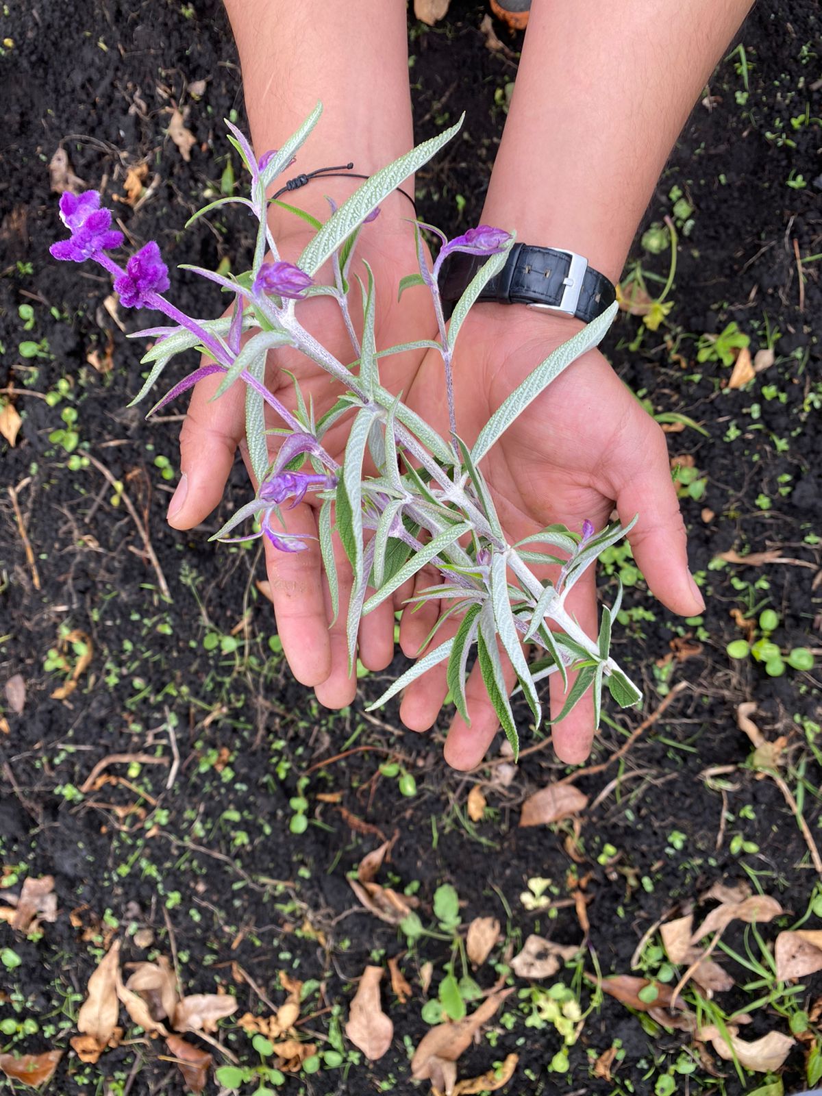 Comprar Salvia orgánico