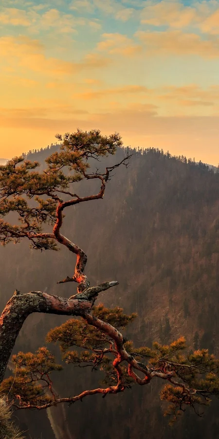 Lone Tree On Top Of Mountain   Nature 4K Phone Wallpaper