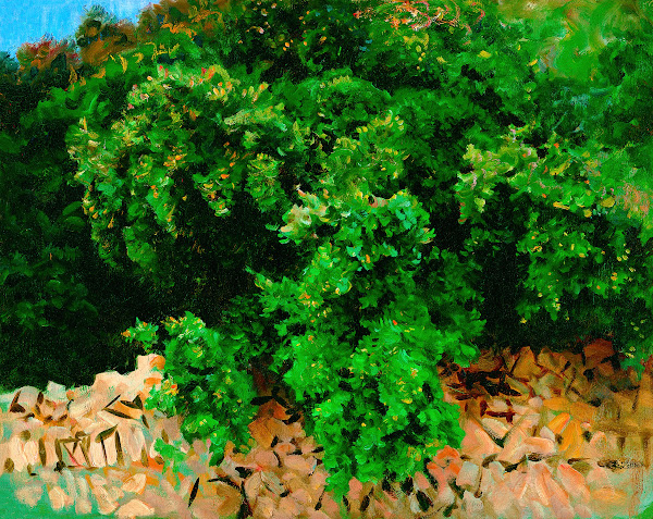 Ilex Wood Majorca 1908