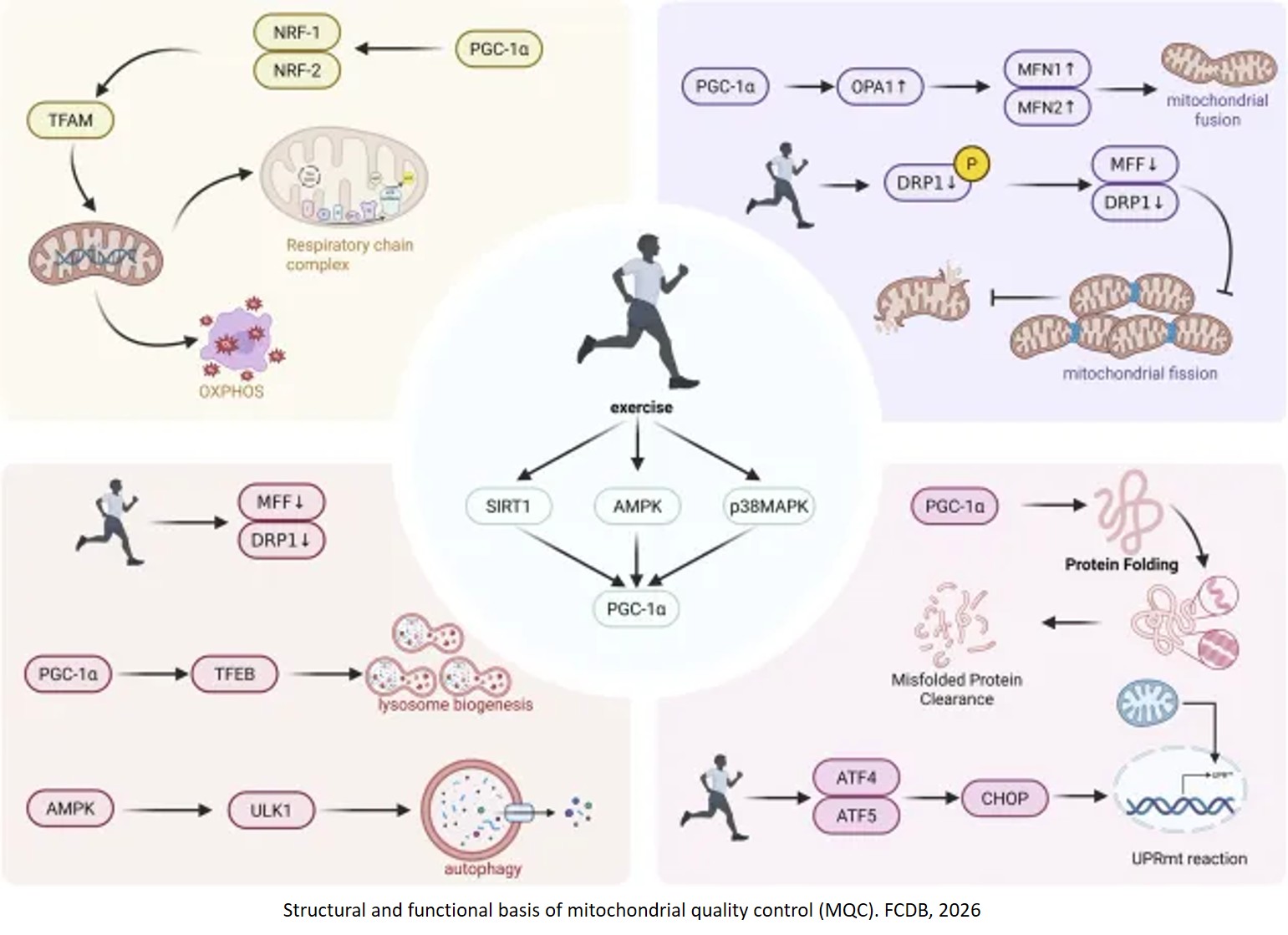The role of exercise-mediated mitochondrial quality control remodeling in aging