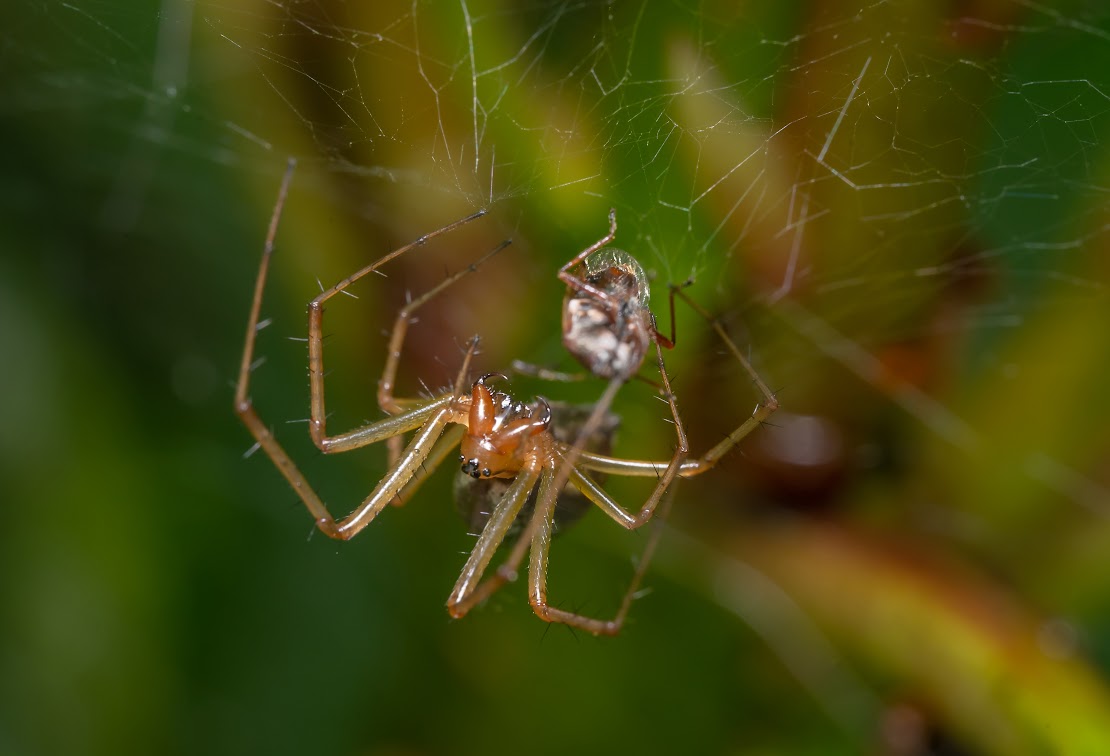 Linyphiidae