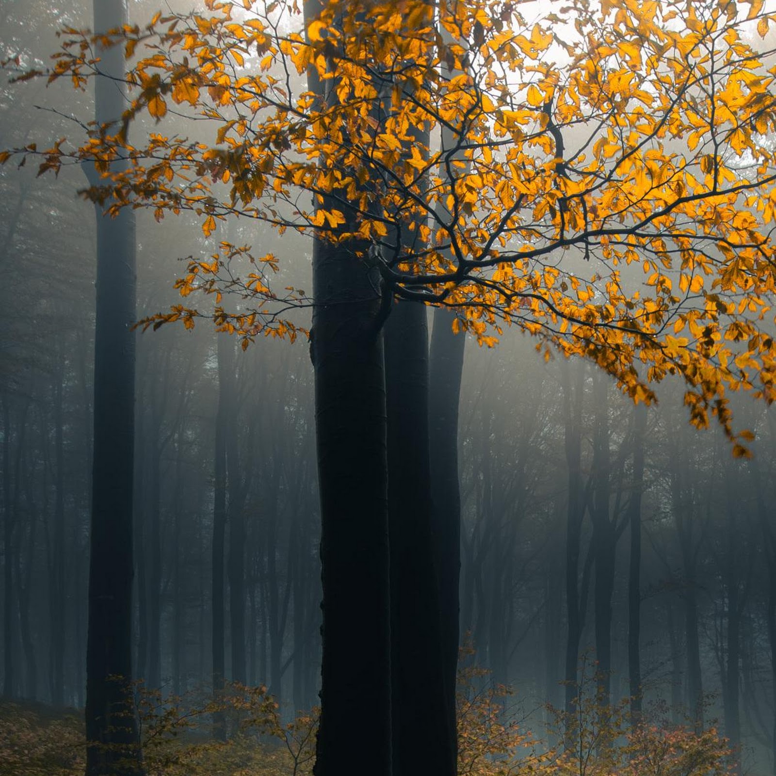 Download Golden Branches In A Misty Forest Full HD iPhone