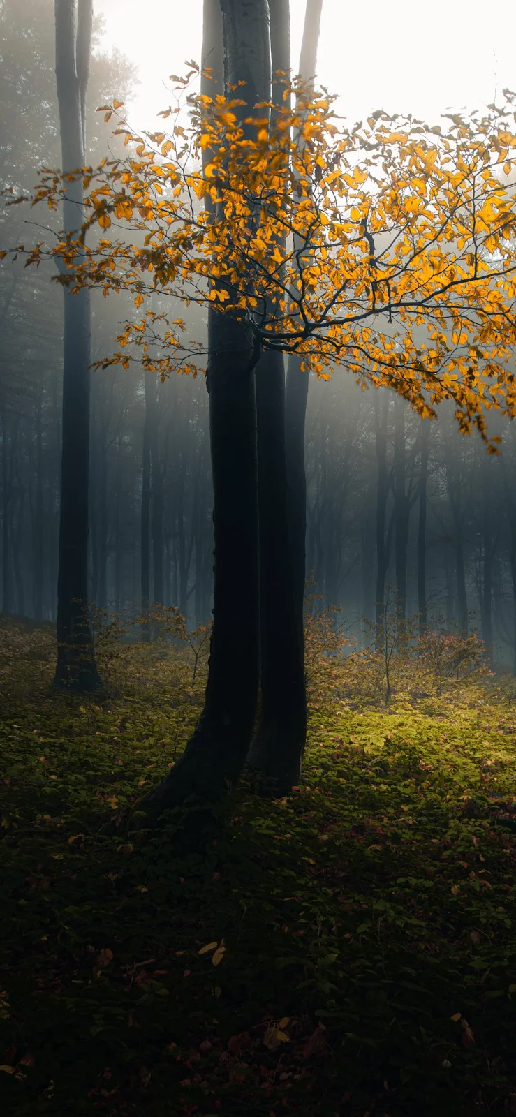 Golden Branches In A Misty Forest - Nature Photography Full HD iPhone Wallpaper (1181x2558)