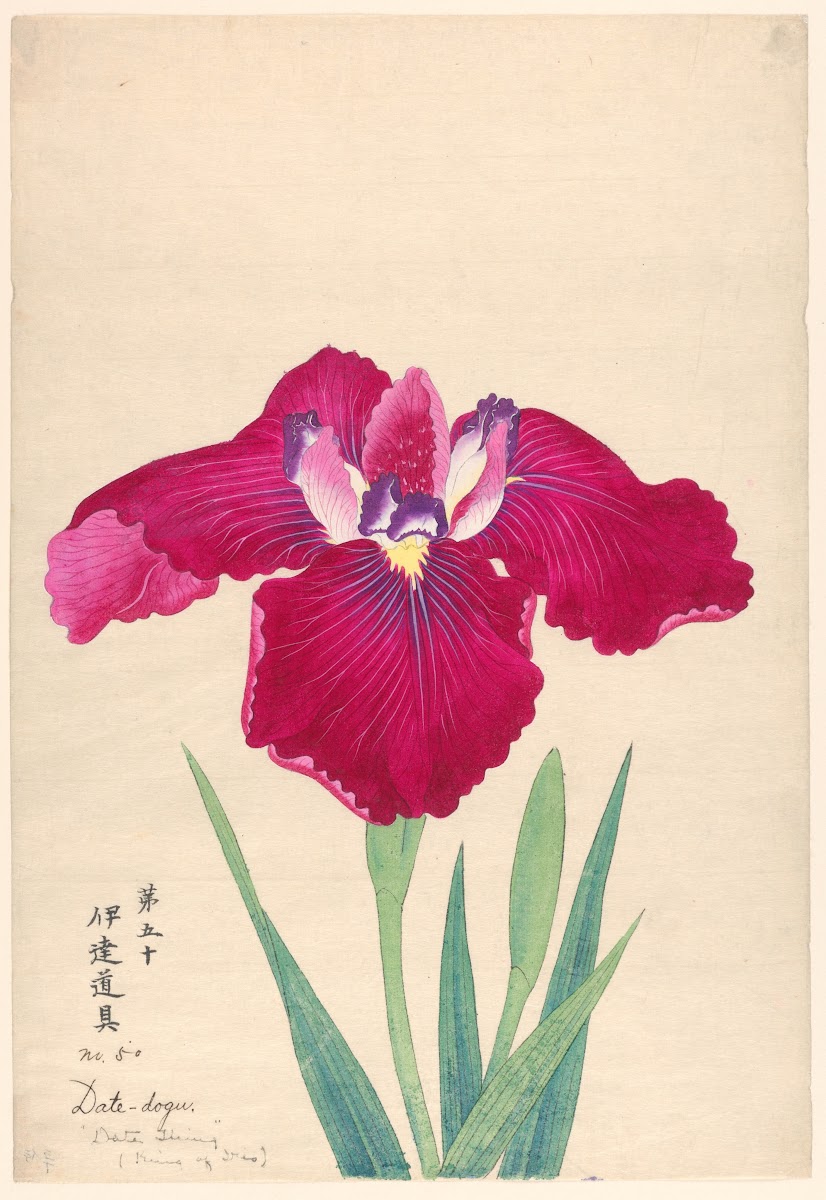 King of Iris Date dogu 1910
