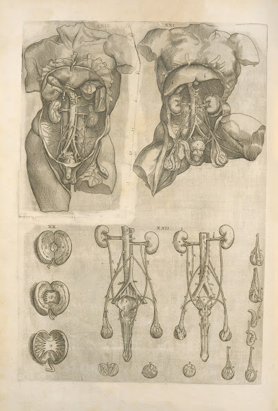 Human digestive system 1545