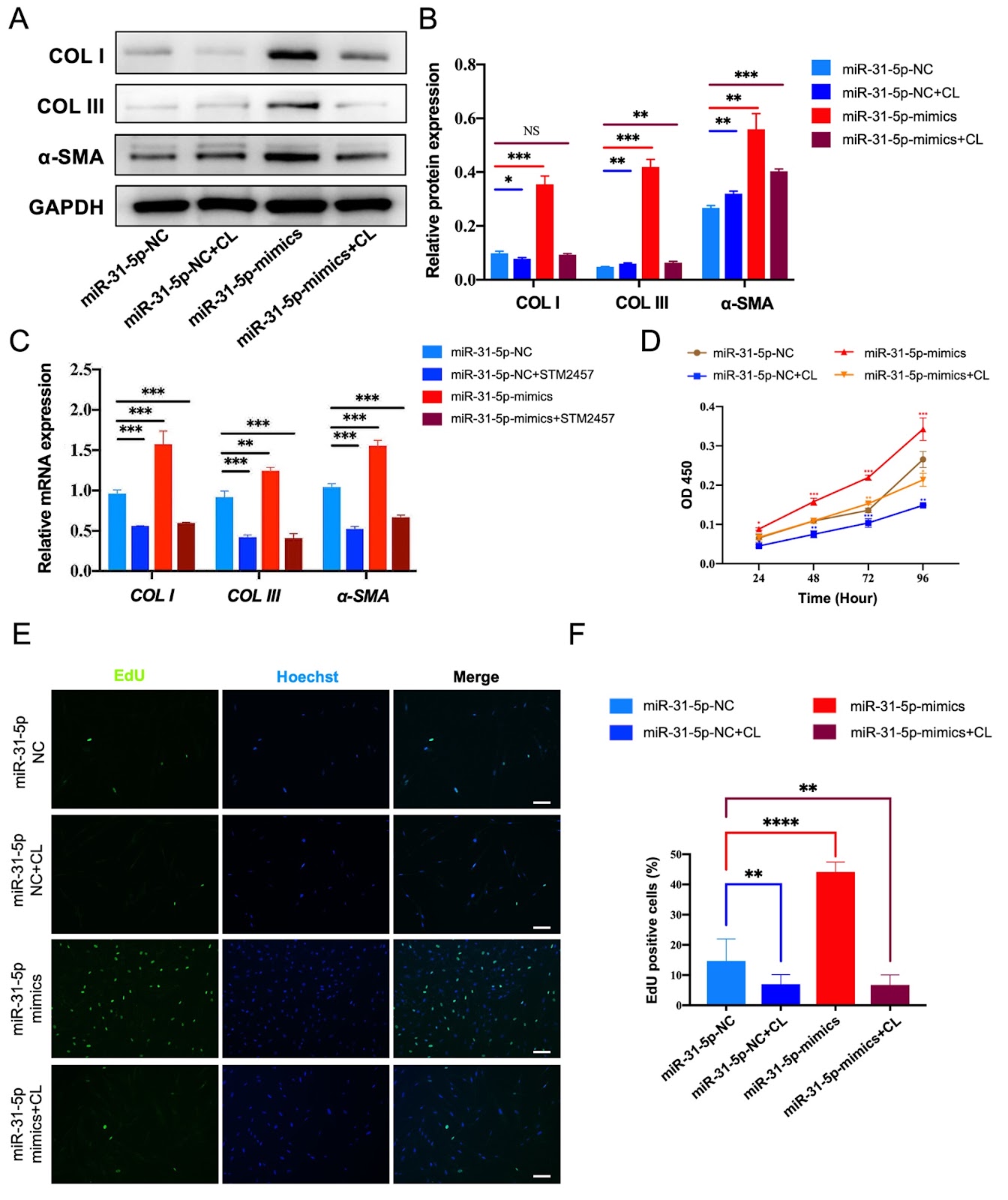 METTL3-mediated m6A modification of pri-miRNA-31 promotes hypertrophic scar progression